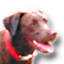 dogscooter.net