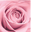 lavieenrose.in