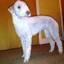 bedlington-terriers-orkney.com