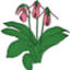 ncwildflower.org