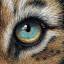 eazytiger.co.uk