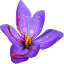 sofran4you.com