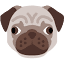 pet7.ru
