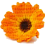 cremerflorist.com