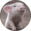 ketopig.com