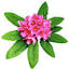 rododendrons.ru