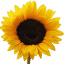 walkingonsunshinerecipes.com