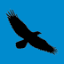 flycuervo.com