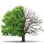 savemyashtree.com