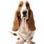 hushpuppies.com
