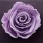 morgane-rose.com