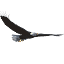 wildeaglelodge.com