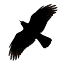 blackbirdfilmfest.com