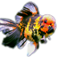 goldfishconnection.com