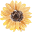 sunflower.lib.ms.us
