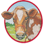 specialcheese.com