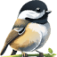 birding.com