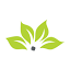foliages.ae
