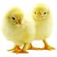 resistancechicks.com
