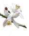 citrusgenomedb.org