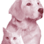 petsatpeace.com.au