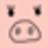 skinnypig.co.kr