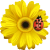 ciceksoft.com