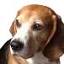 perros-beagle.com