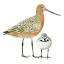 shorebirds.org.nz