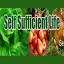 self-sufficient-life.com