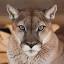 tigercreek.org