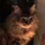 basiathecat.com