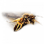 thetwincitiesbuzz.com