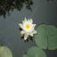 bassins-de-jardin.com