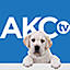 akc.tv