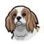 spanielking.com