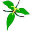 rareplants.co.uk