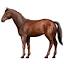 altay.horse