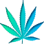 imbuebotanicals.com