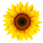 herbaljournals.com
