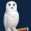 whiteowlcigar.com