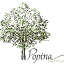 popina.co.il