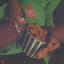denniscoffeywestbound.bandcamp.com