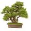 bonsai-versand.de