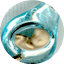 rosaryoftheunborn.com