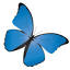 projectwindows.com.au
