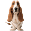 hushpuppies.com.au