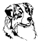 australianpaimenkoirat.fi