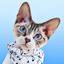 therockstarcat.com