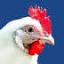 ambresse.com